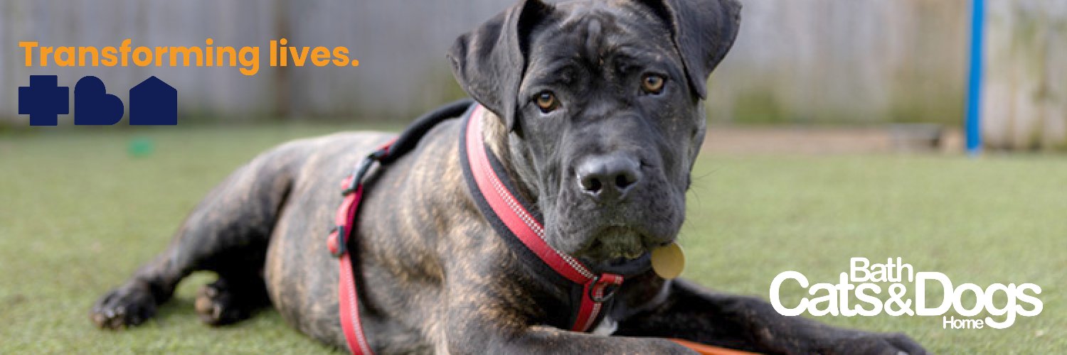 Bath Cats & Dogs Home banner