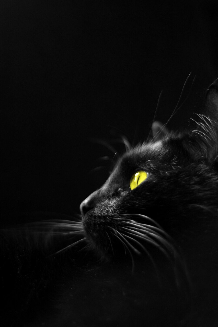 StephDorsiel's profile banner image