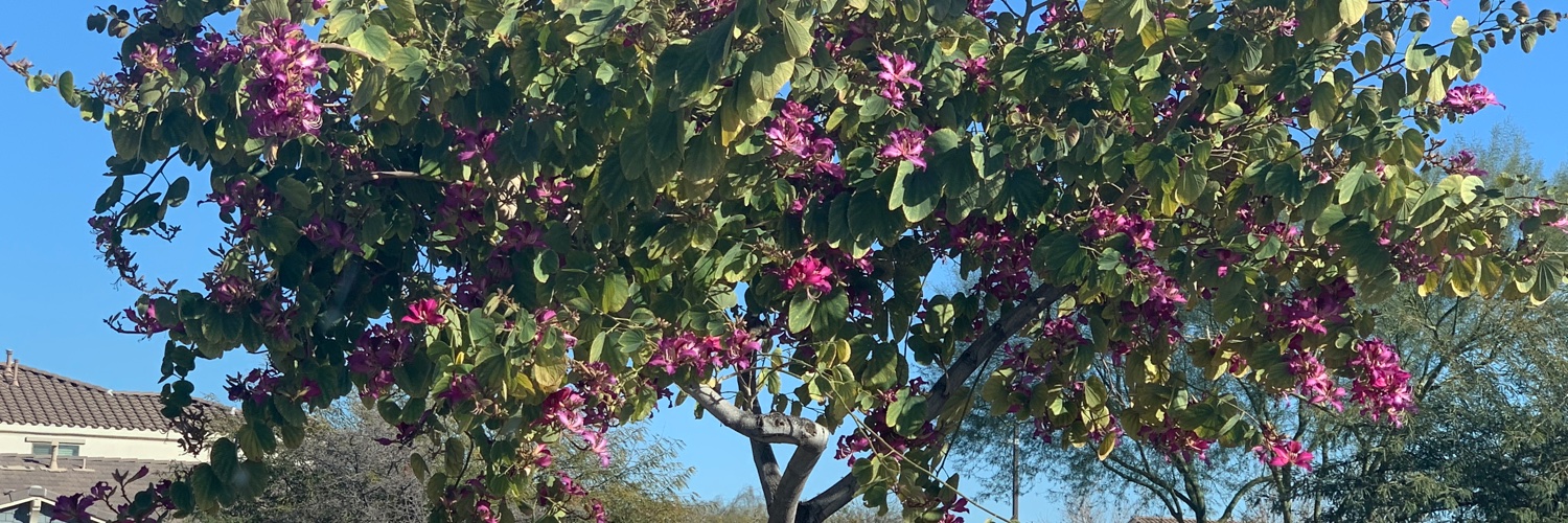 Common Sense Addict banner