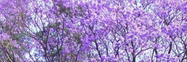 _Anayatzin's profile banner image