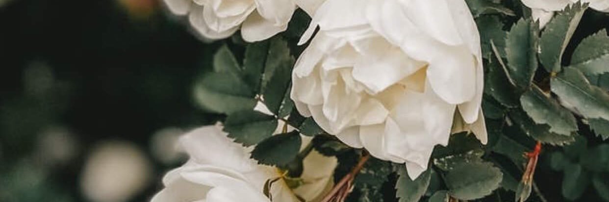 Fattma_sk's profile banner image
