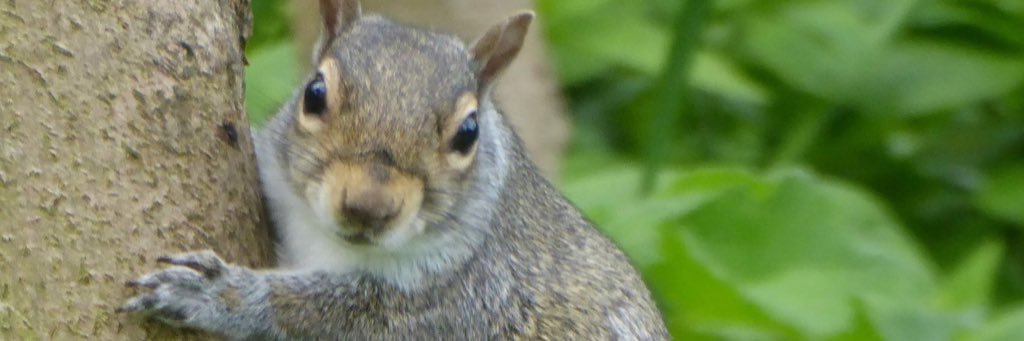 jackiemaciver's profile banner image