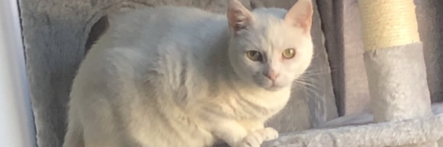 omjixd's profile banner image