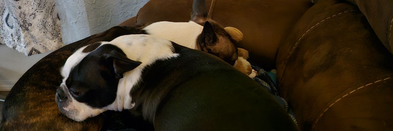 Turtle_tab's profile banner image
