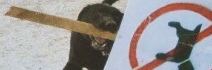 viitaoz's profile banner image