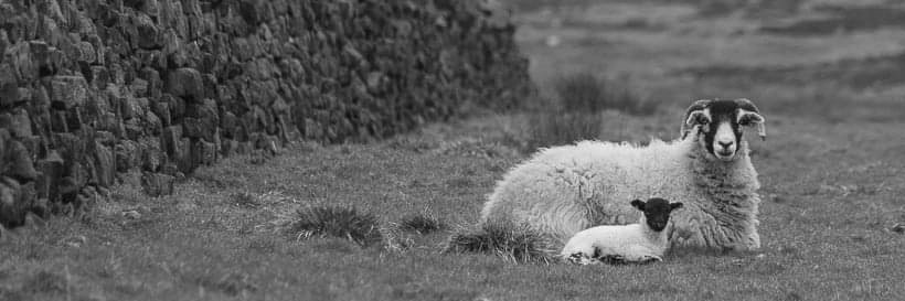 British Wool Farm banner