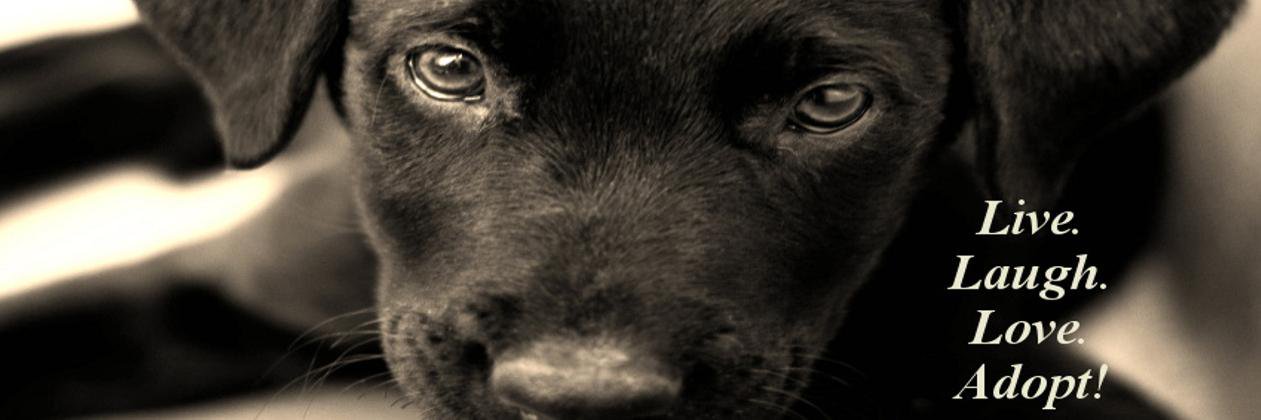 AdoptAAHSDuluth's profile banner image