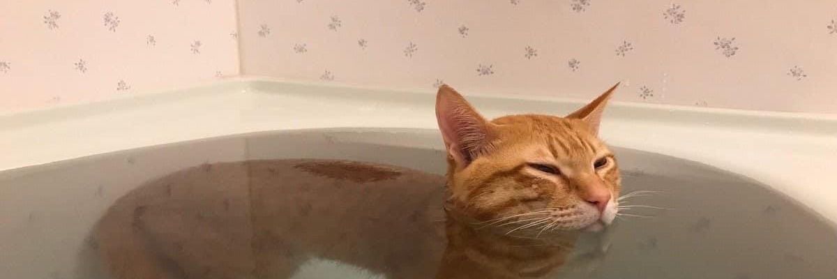 shuadobo's profile banner image