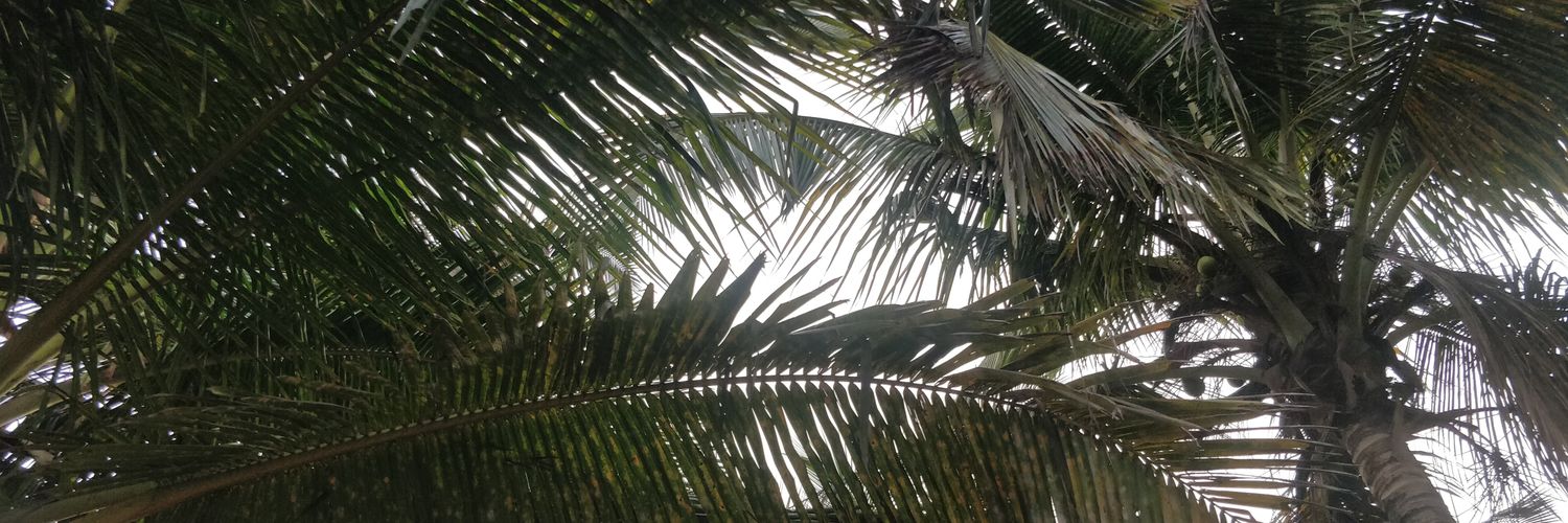 KeshBidisha's profile banner image