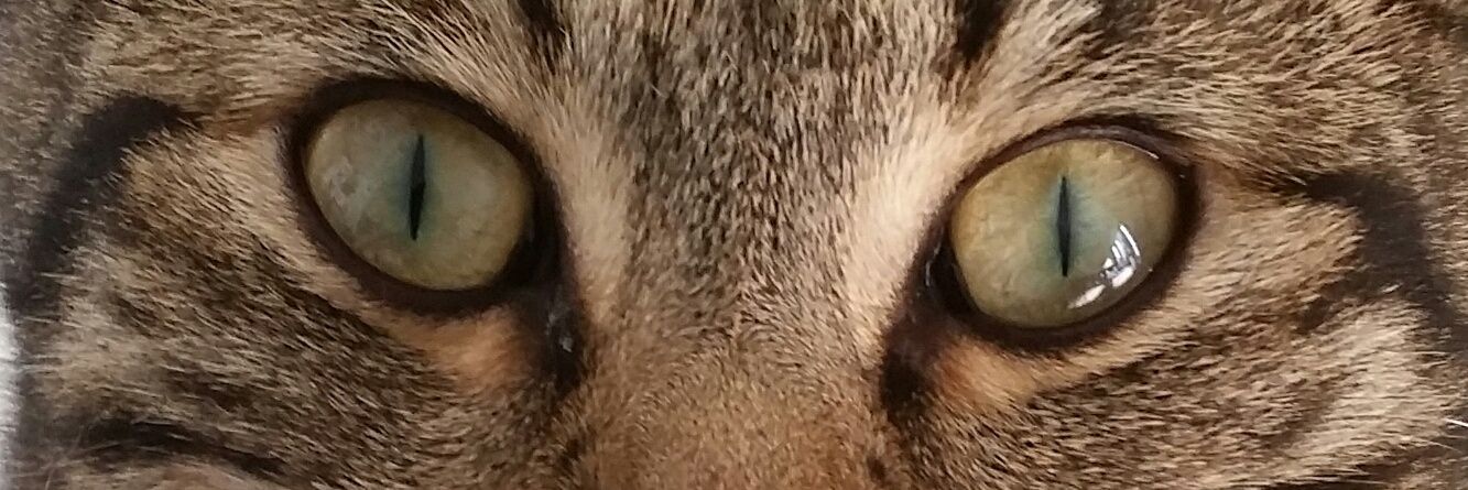 KathrynFoye's profile banner image