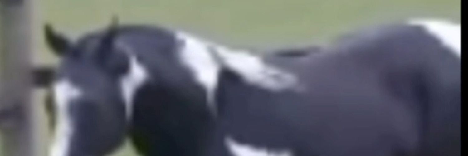 TainhaSargento's profile banner image