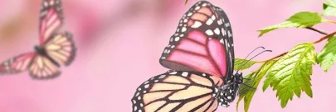 n0n0911's profile banner image