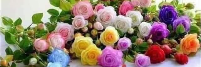 sakaoglu_fatma's profile banner image
