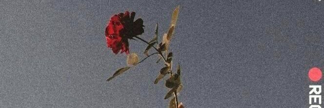 dewiiikkk's profile banner image