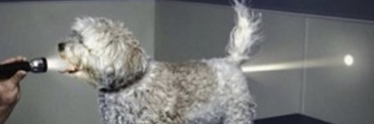 doggoMAN15's profile banner image