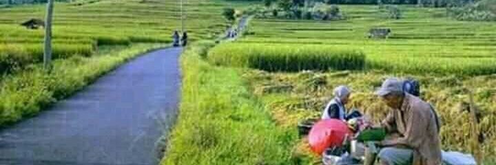 ladang gandum banner