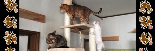 CarawayCat's profile banner image