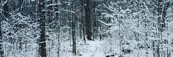 Alex Fitzgerald banner