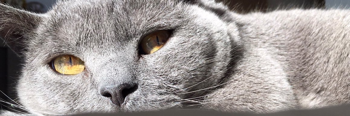 MorelliSimona's profile banner image