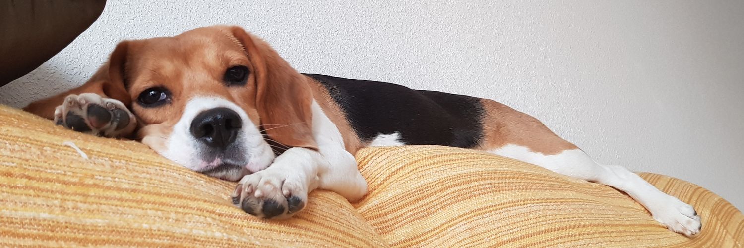 julitomojito's profile banner image