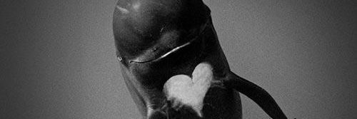 seavive's profile banner image
