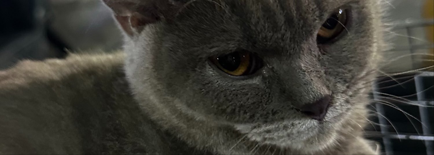 golobev's profile banner image