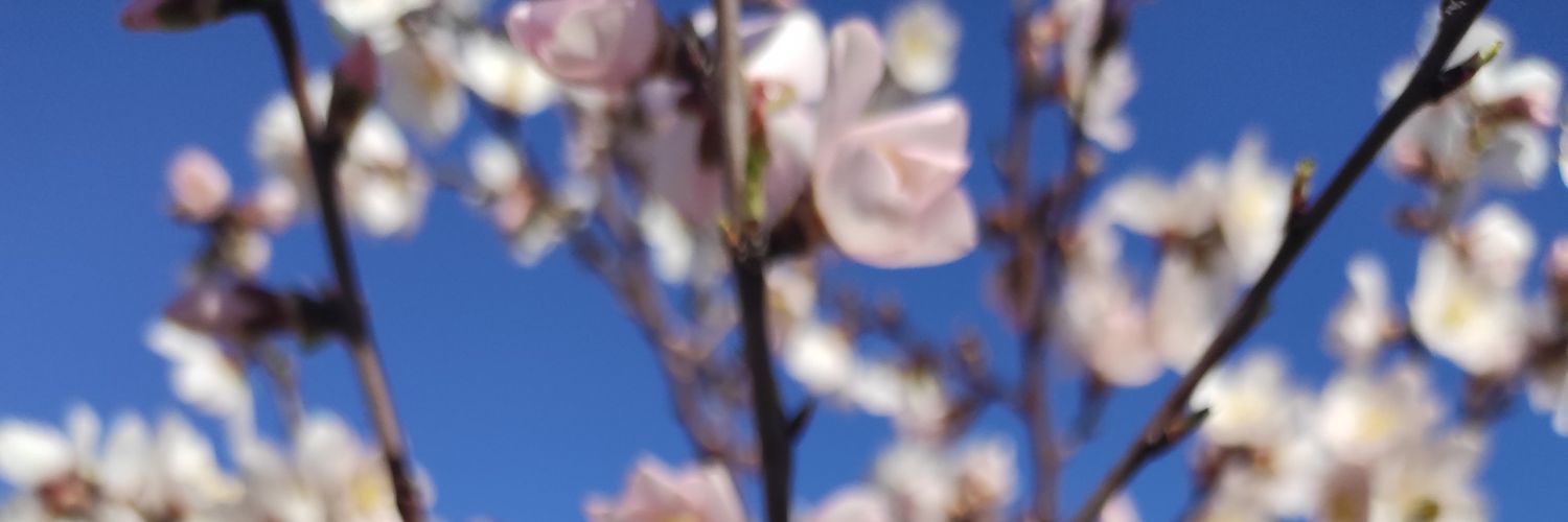 MncFrancesca's profile banner image