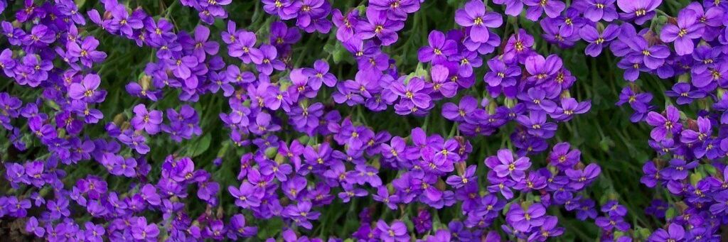 _suzannefrances's profile banner image