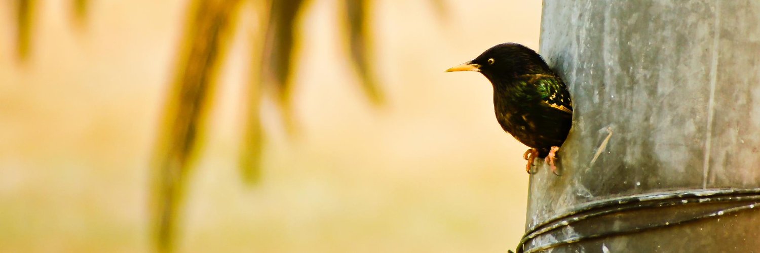 RhondaRoman's profile banner image