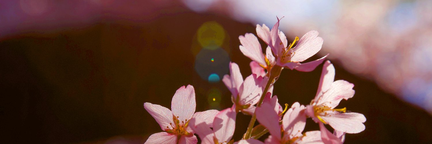 Ayjchan's profile banner image
