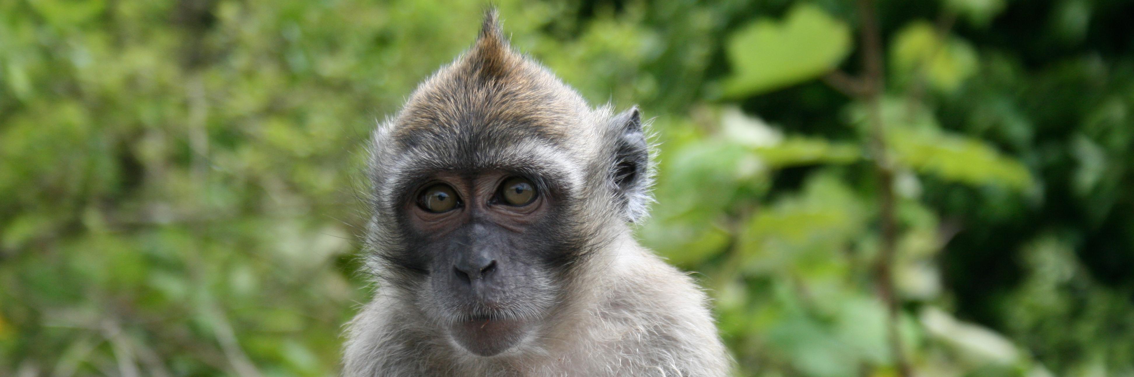 SaveOurMonkeys's profile banner image
