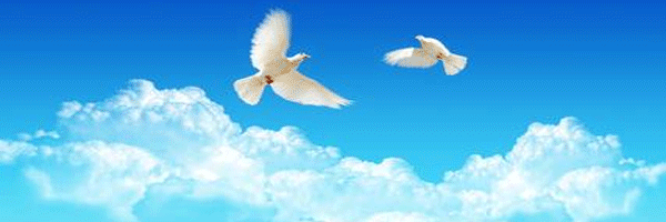 Estrella Vermella banner