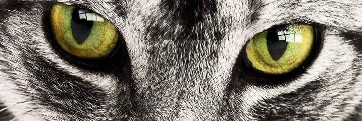 calinalazea's profile banner image