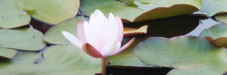 paulyvnn's profile banner image