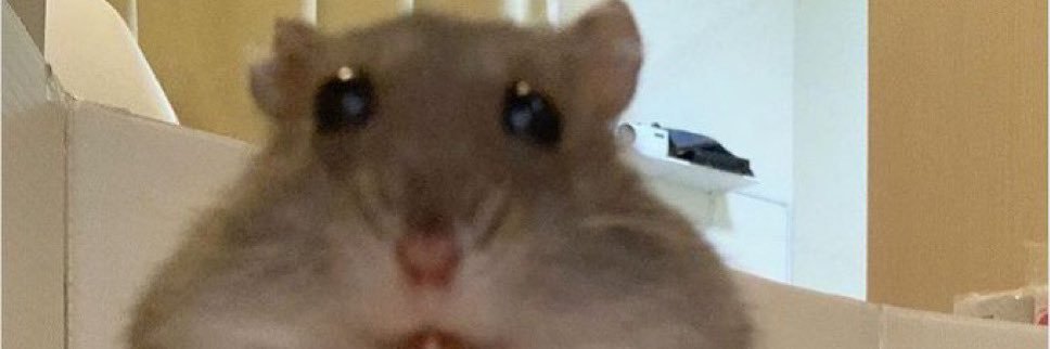 fryrycee's profile banner image