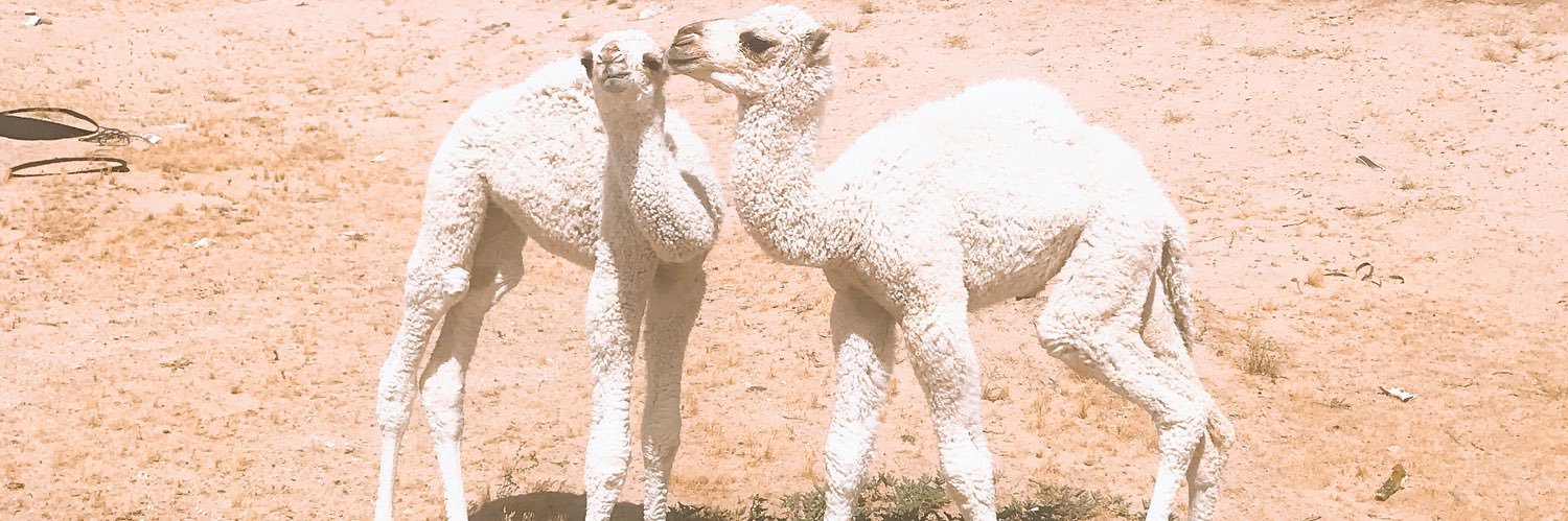 MAlmosoudi's profile banner image