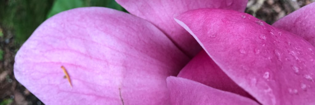 ana fernandez banner