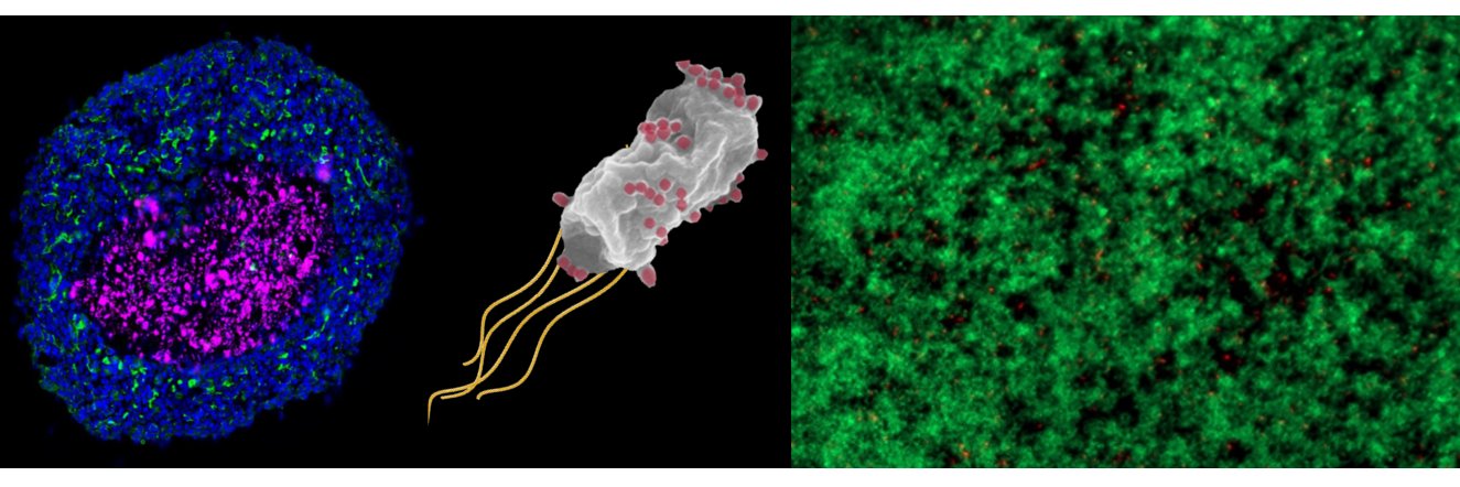 Bahareh Behkam banner