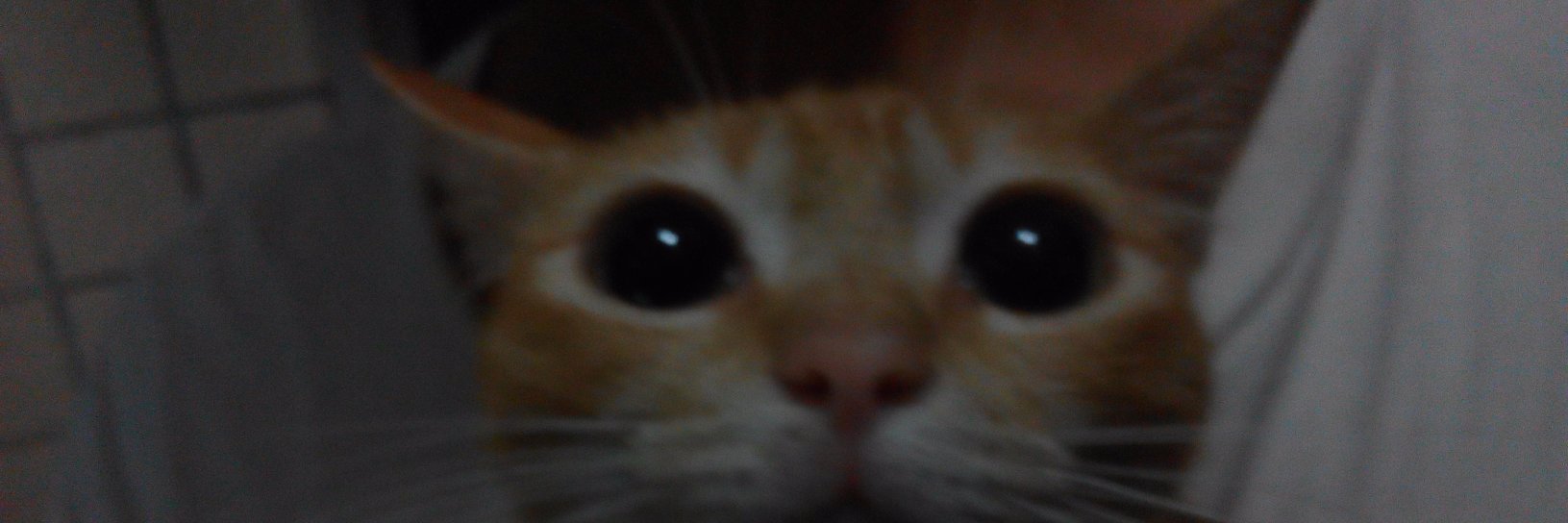 lesywix's profile banner image