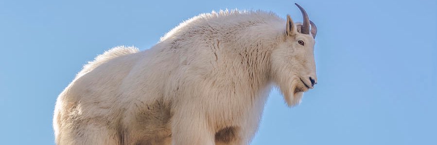 Mo_daGoat's profile banner image