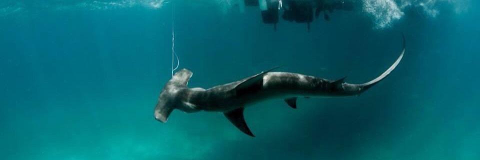 sharksbaitt's profile banner image
