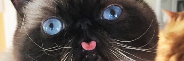 franblacker's profile banner image