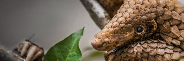 WildAid Profile Banner