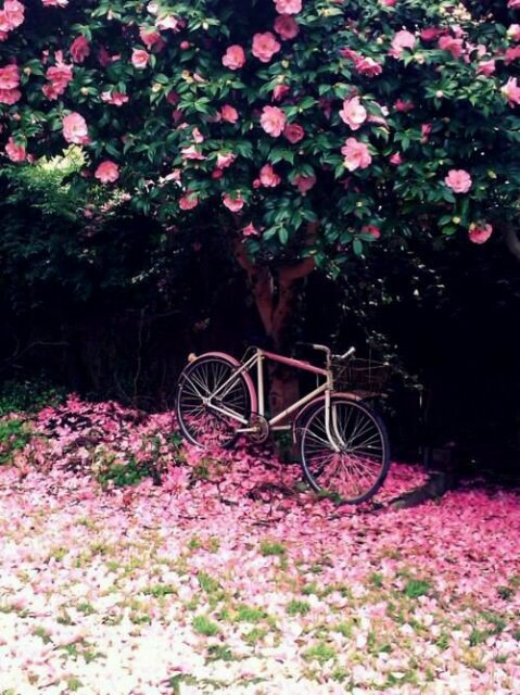AlbitaLinda's profile banner image