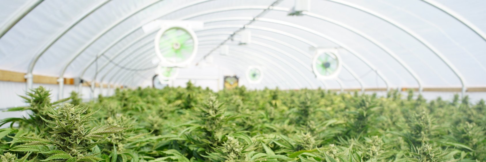 CannaReport's profile banner image