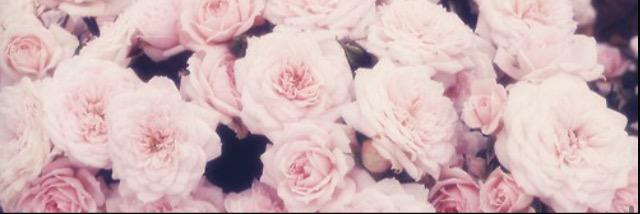 LaureyBell's profile banner image