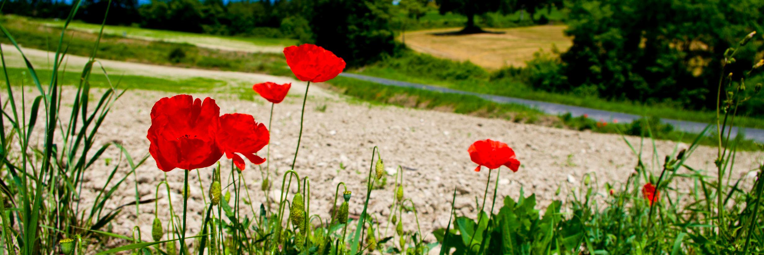 paolippe's profile banner image