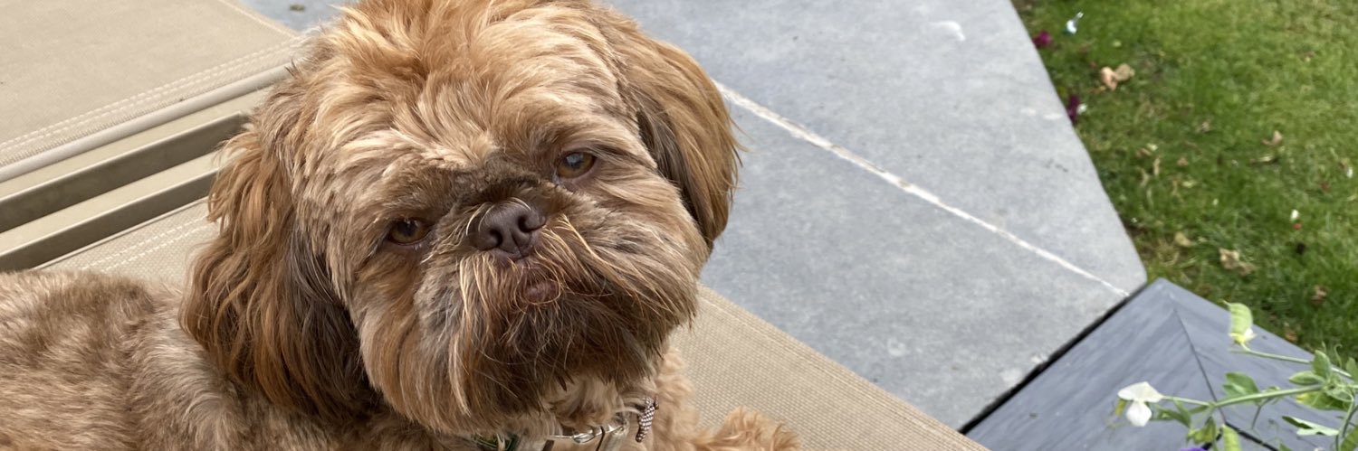 Carolyn Jenkinson banner