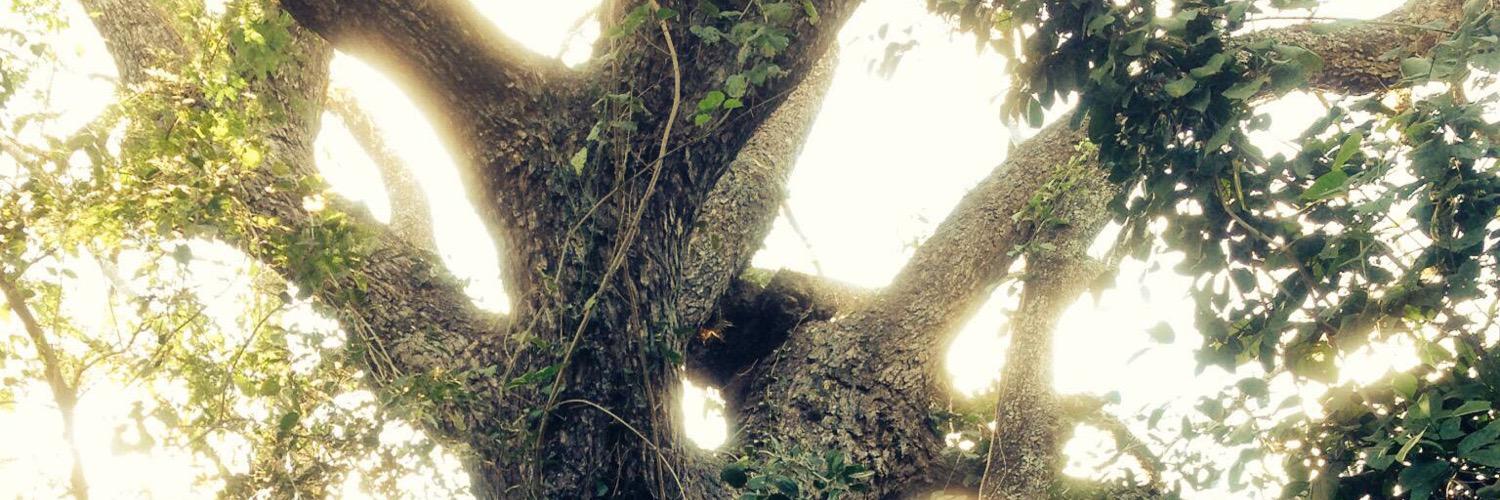 alfretala's profile banner image
