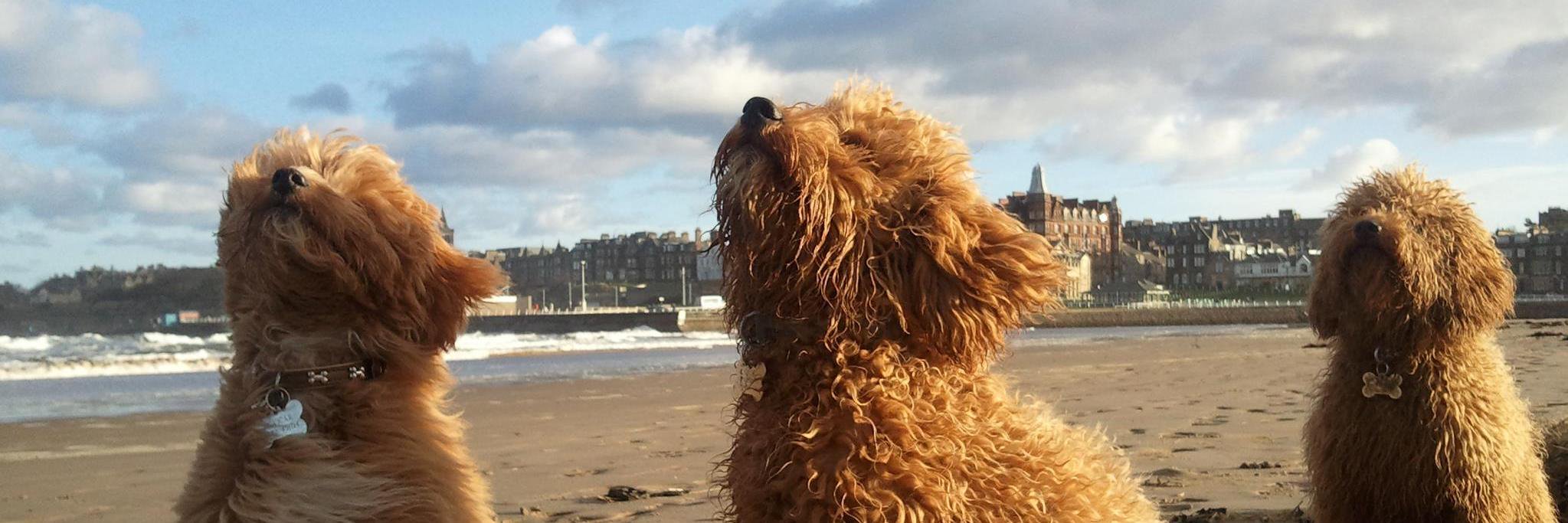 Gail Valentine banner